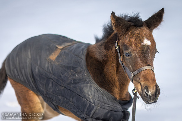 490 as a foal