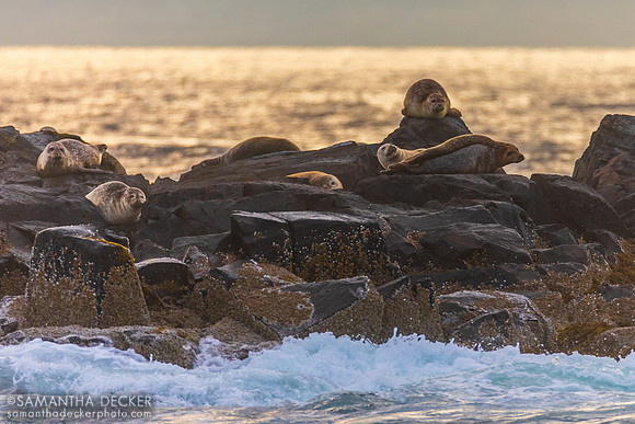 Seals on Egg Rock, Mt. Desert Narrows, ME