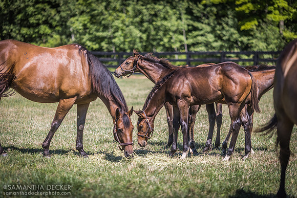 Old Tavern Farm, Saratoga Springs, NY