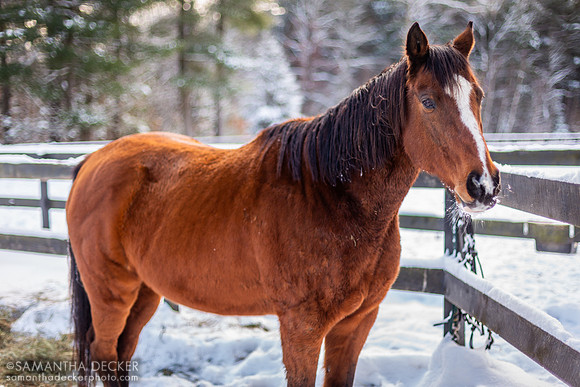 Watchem Smokey in the Snow, 2019