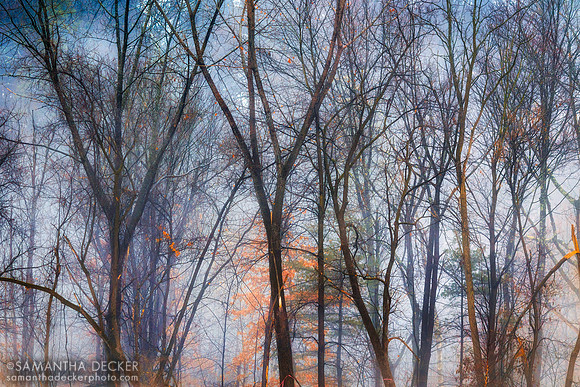 The Fog in the Trees, 2017