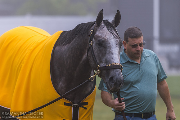 Seize the Grey getting walked/grazed 6.7.24