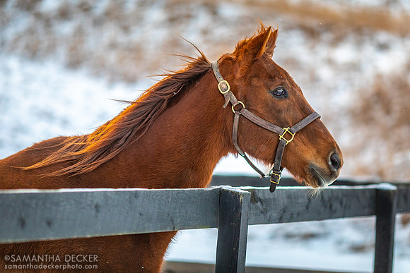 Commentator, Old Friends at Cabin Creek, Greenfield, NY, 2022