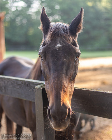 Zippy Chippy, Old Friends at Cabin Creek, Greenfield, NY