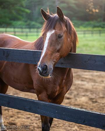 Watchem Smokey, Old Friends at Cabin Creek, Greenfield, NY