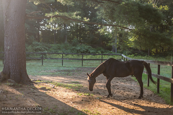 Zippy Chippy, Old Friend at Cabin Creek