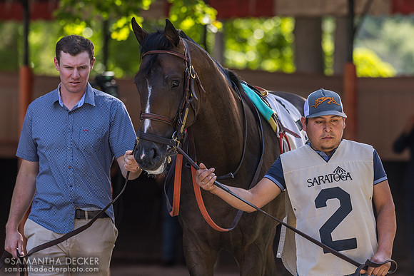Authentic Gallop