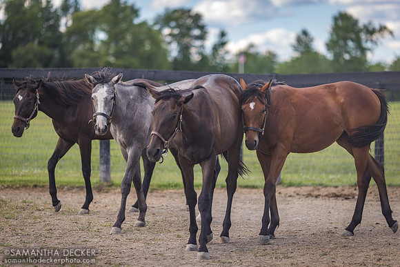 Sugar Plum Farm, Saratoga Springs, NY