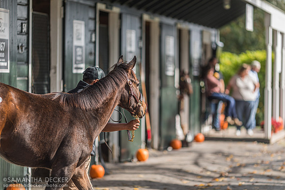 A Weanling at Fasig Tipton