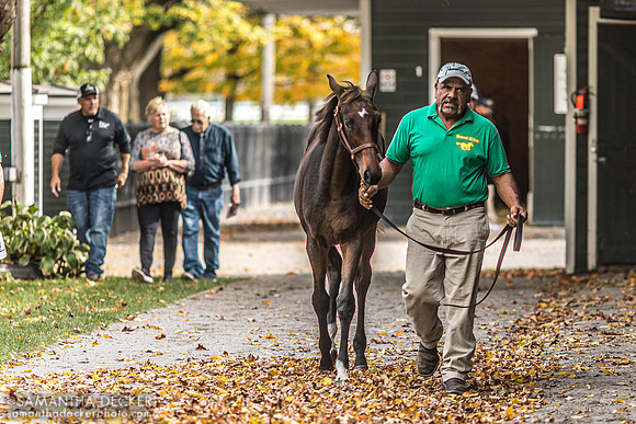 Weanling at Fasig Tipton