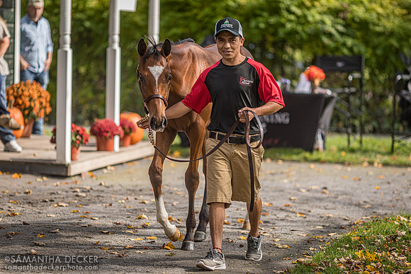 Weanling at Fasig Tipton