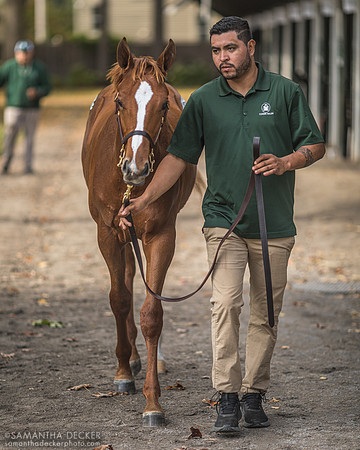 Weanling at Fasig Tipton