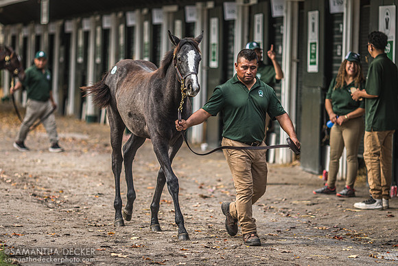 Fasig Tipton, Saratoga Springs, NY