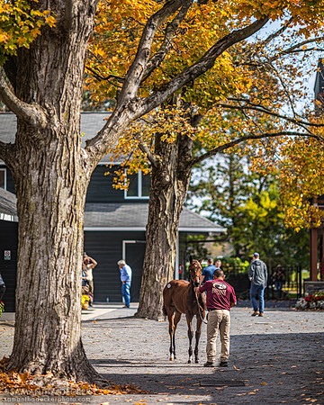 Weanling at Fasig Tipton