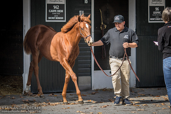 A Weanling and Groom at Fasig-Tipton