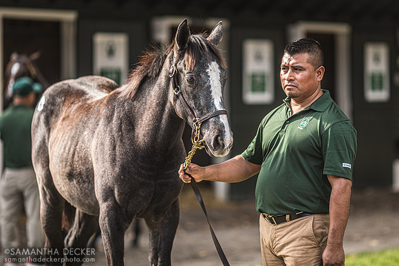 Fasig Tipton, Saratoga Springs, NY