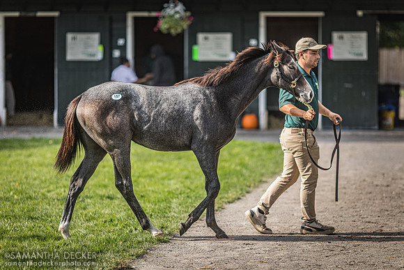 Weanling at Fasig Tipton