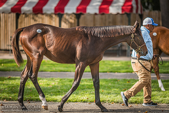 Weanling at Fasig Tipton