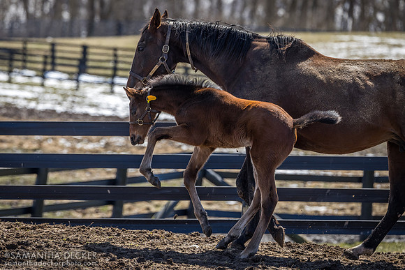 Unbridled Essence and her 2024 Practical Joke colt, Irish Hill Century Farm, Stillwater, NY