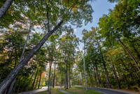 Tree-Lined Paths on Skidmore's Campus, Saratoga Springs, NY