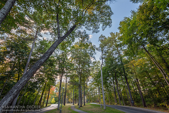 Tree-Lined Paths on Skidmore's Campus, Saratoga Springs, NY