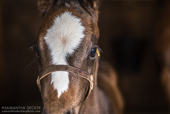 2023 Raging Bull colt out of Hennyville, Mahoney Eden Manor, Saratoga Springs, NY