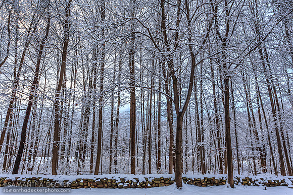 Snow on the Trees, Saratoga Springs, NY