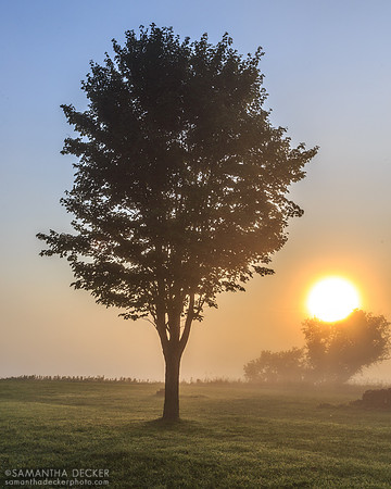 Tree, Saratoga Battlefield, 2014