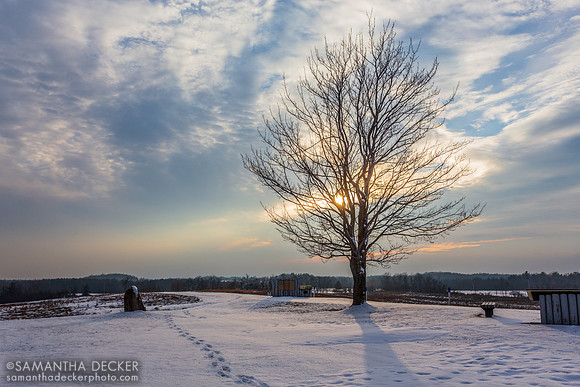A Lonely tree in Winter, Saratoga National Historical Park, 2015