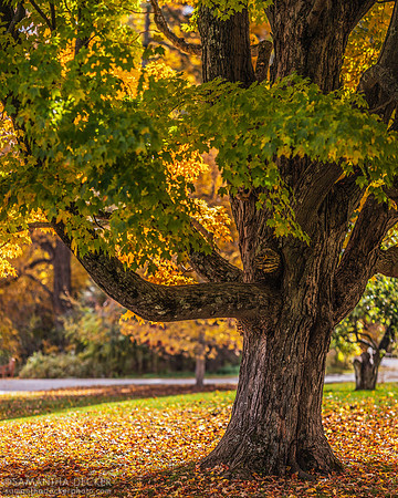 A Tree in Fall, Stockbridge, MA