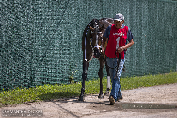 Ferocious, winner of R6