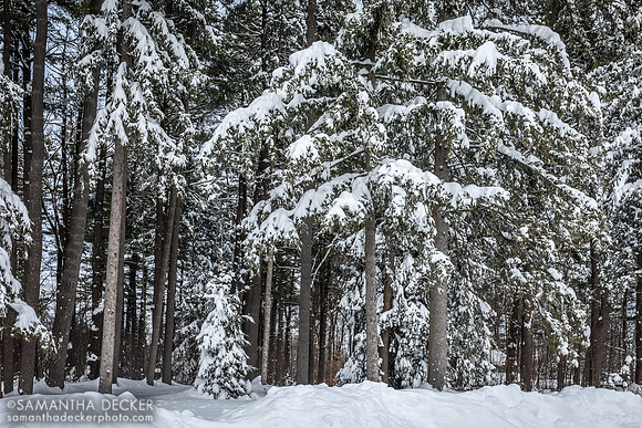 Winter in Saratoga Springs, NY, 2020