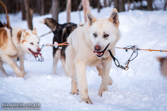 Huskies Pulling Dog Sled, Érablière du Cap, Lévis, Québec, Canada