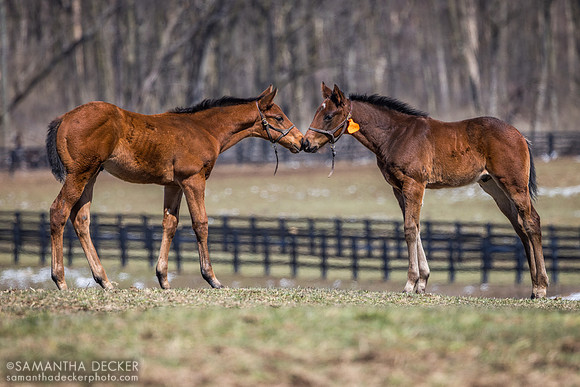 Two 2024 King for a Day colts, Irish Hill Century Farm, Stillwater, NY