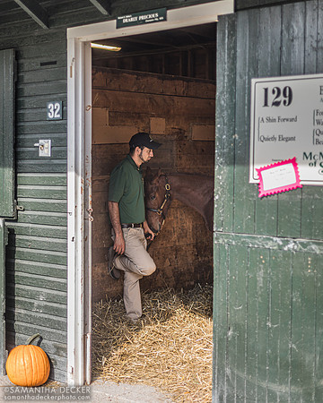 Chic Shin, Fasig Tipton, Saratoga Springs, NY