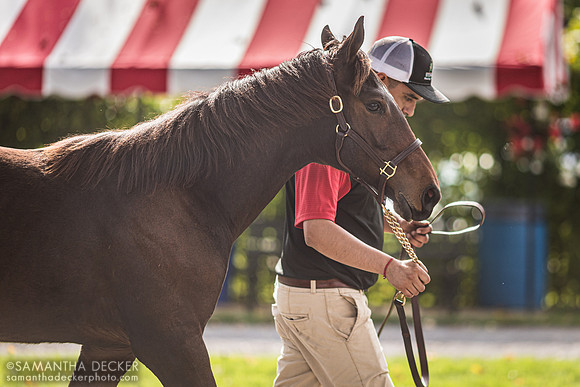 Fasig-Tipton