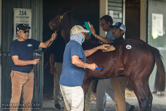 Weanling at Fasig Tipton