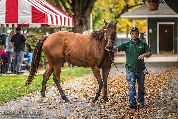 Jo Jo's Wine, Fasig Tipton, Saratoga Springs, NY