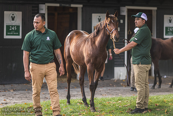 Fasig-Tipton