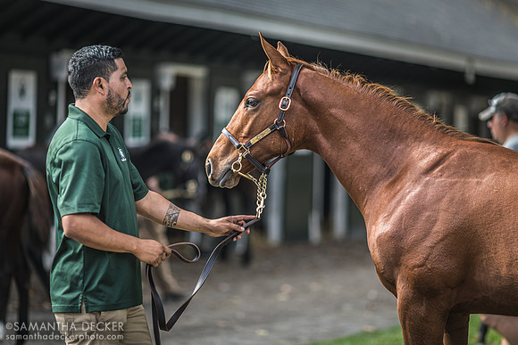 A Weanling and Groom at Fasig-Tipton