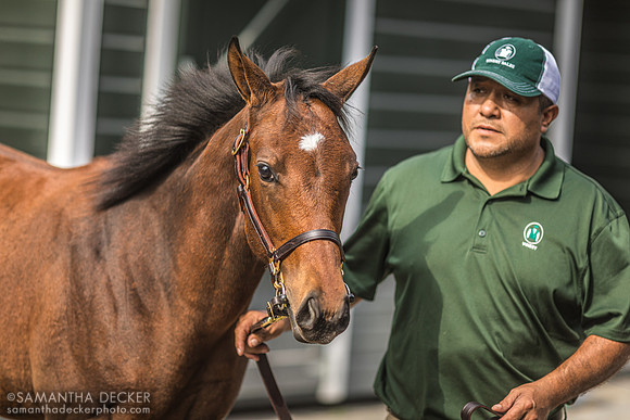 Fasig-Tipton