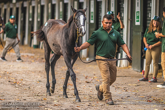 A Weanling and Groom at Fasig-Tipton