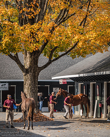 Weanlings at Fasig Tipton