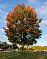 Tree at the Oklahoma Track, 2021