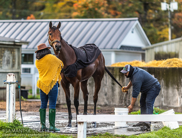 A Horse Gets a Bath at the Oklahoma Track, 2021