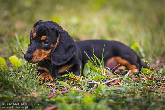 Cooper