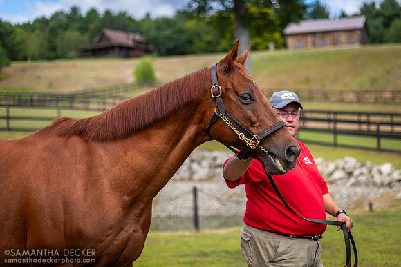 Funny Cide Meeting Some New Fans, Old Friends at Cabin Creek, Greenfield, NY, 2015