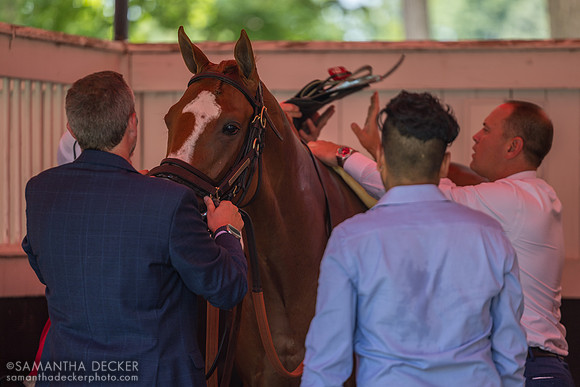 Carl Spackler gets saddled for the Kelso S.