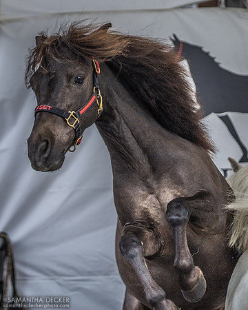 Upset Outside the National Museum of Racing and Hall of Fame, Saratoga Springs, NY, 2022