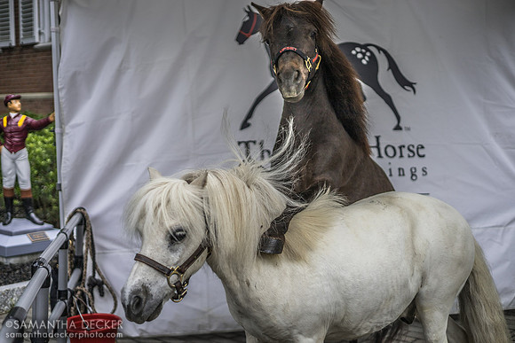 Upset and Poppy Outside the National Museum of Racing and Hall of Fame, Saratoga Springs, NY, 2022